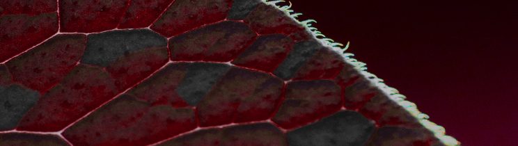 GEO Services Overview